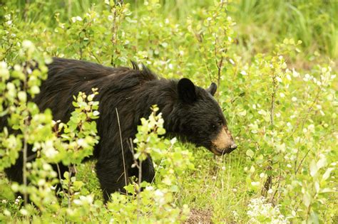 North Macedonia national park’s rising bear population poses a threat to residents